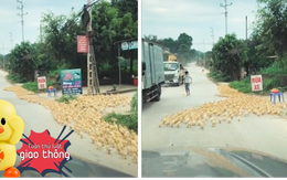 Vịt con trật tự đi theo đàn, chấp hành tốt luật giao thông