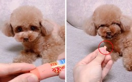 Chó cưng cười nhe răng khi chủ troll bẻ xúc xích