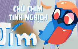 Jim - Chú chim tinh nghịch và giành ăn bất chấp thủ đoạn