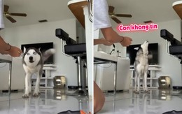 Chú chó nhất quyết không cho chủ nựng vì nghĩ lược là tông đơ