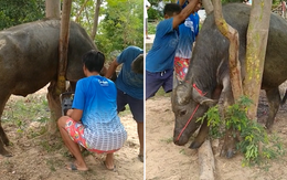 Hài hước chú trâu bị kẹt vào cây phải nhờ người đến cưa mới thoát ra được