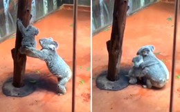 'Cưng xỉu' khoảnh khắc gấu Koala mẹ đỡ con trèo xuống cây vì sợ con té