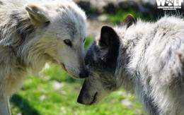 Loài sói đã tiến hoá theo cách... 'lười chảy thây', đến hú gọi bầy cũng vẫn nằm ườn, chẳng buồn đứng lên!