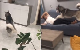 'Cười xỉu' với chú Husky ngáo, 'tăng động' nhảy lên người khiến cậu chủ bị chấn thương