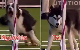 Khi chó Ngáo Husky đi thi