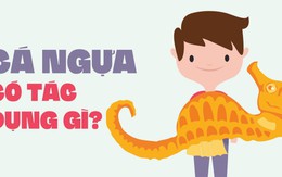 Cá ngựa có tác dụng gì?