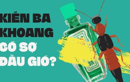 Kiến ba khoang có sợ dầu gió?