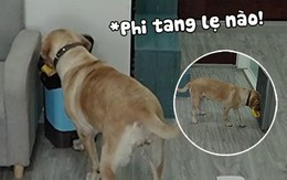 Cô chó ăn vụng kem còn biết phi tang bằng chứng vào thùng rác