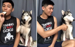 Chó Husky hờn dỗi không thèm ăn đồ thừa của chủ