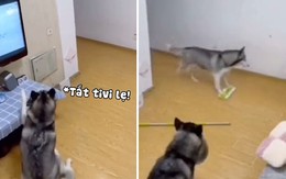 Chú chó Husky tắt tivi, lau nhà khi phát hiện chủ về