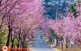 'Check in tràn thẻ' các góc ngắm mai anh đào đỉnh của chóp ở Đà Lạt