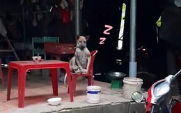 Chú chó vắt chân ngồi trên ghế suy tư y như người