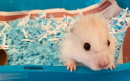 Chú chuột hamster trốn nhà, vượt băng tuyết đi tìm... nhà kẹo