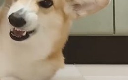 Pha lật mặt siêu hài hước của chú chó Corgi