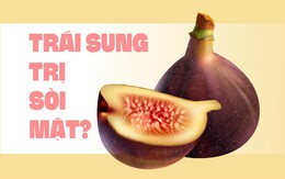 Trái sung có trị được sỏi mật?