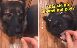 Chú chó bị chủ 'chơi khăm' cho ăn không khí