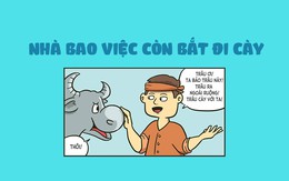 Trâu Tân Sửu: Nhà bao việc còn bắt đi cày!