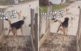 'Tụi mày quay lại đi! Tết năm sau tao về nữa'