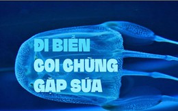 Mùa nắng nóng đi nạp vitamin sea, coi chừng gặp sứa!