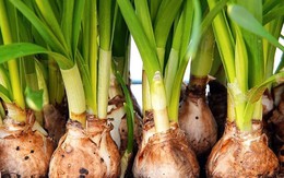Cô vợ ‘hạn hán lời’ vì chồng nhầm củ hoa thủy tiên với hành lá
