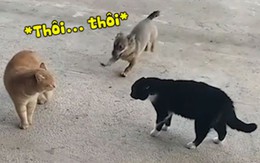 Chú chó chạy ra giảng hòa khi thấy hai con mèo cãi nhau