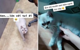 Hành trình vượt cạn của cô mèo