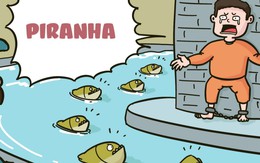 Cá piranha, động vật ngoại lai nguy hại hơn ốc bươu vàng