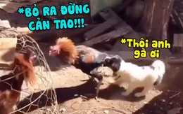 Cún con cắn đuôi gà trống để can ngăn đánh nhau