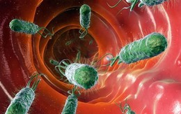 Hun nựng, mớm cơm sẽ lây H.pylori cho con?