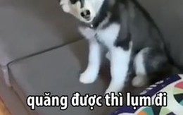 Phản ứng lầy lội của Husky khi bị chủ bắt nhặt bóng