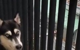 Husky tủi thân khi nghe hàng xóm chửi con 'lì như chó'