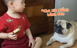 Chú chó buồn sầu vì xin miếng bánh trên tay mà cậu bé không hiểu