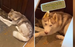 Chú chó Husky diễn sâu trước máy quay