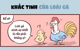 Khắc tinh của loài gà