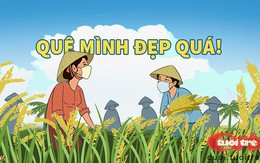 Giúp hàng xóm đi cách ly gặt lúa chín rộ ngoài đồng