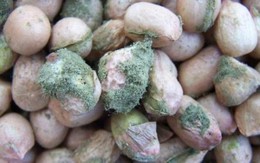 Bia kèm lạc mốc, chết người với aflatoxin