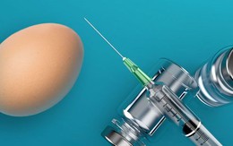 Dị ứng trứng bị hoãn vaccine cúm, có bị đình lại vaccine Covid-19?