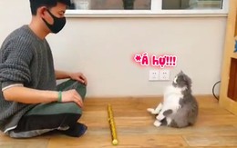 Chú mèo lăn đùng ra xỉu khi chủ rút kiếm