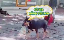 Chú chó chạy đi 'mua bia' cho chủ khi Hà Nội giãn cách xã hội