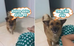 Chú chó lao đến 'dằn mặt' thanh niên dám đánh Sen