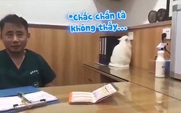 Chú mèo úp mặt vào tường khi thấy bác sĩ cầm kim tiêm