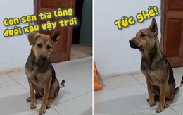 Chú chó tức điên người vì sen tỉa lông đuôi xấu