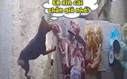 Chú chó trộm chân giò heo