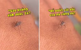 Muỗi vuốt vòi để đốt nhưng vẫn bất lực vì da chàng trai quá dày