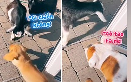 Dê 'hổ báo' bắt nạt chó con, chạy té khói khi thấy Pitbull