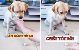 Chú chó giận chủ vì tưởng cho ăn bánh có độc