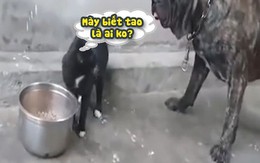 Chó pitbull bị mèo đánh chạy té khói