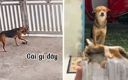 Chú chó lấy giùm đồ cho chủ và cái kết tan nát