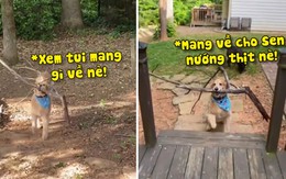 Chú chó mang củi về cho sen nhóm lửa để nướng thịt