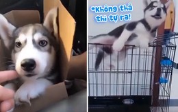 Sự khác nhau khi xem trên mạng và lúc mua husky về